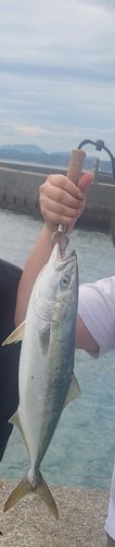 ハマチの釣果