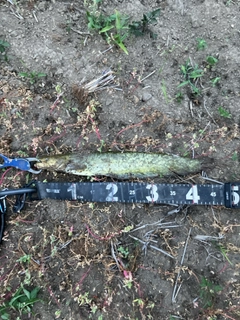 マナマズの釣果
