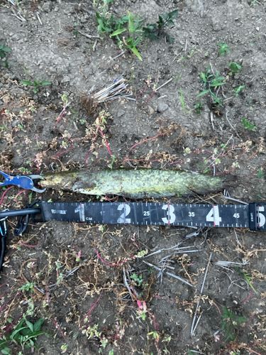 マナマズの釣果