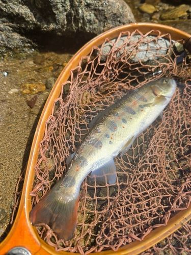 アマゴの釣果
