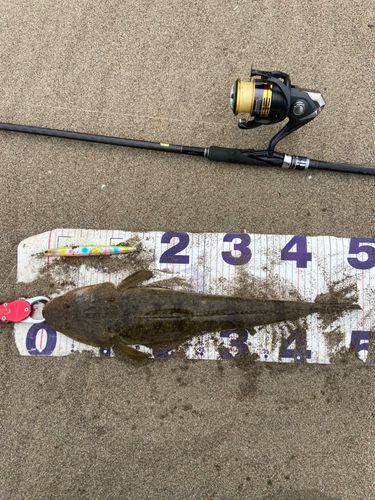 マゴチの釣果