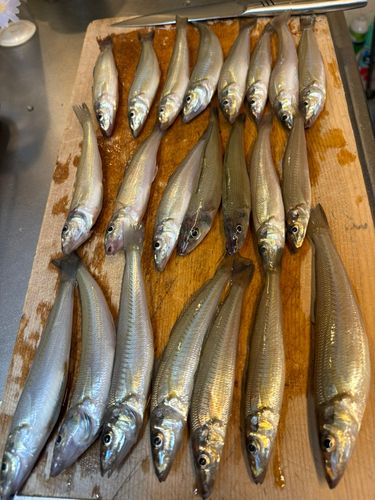シロギスの釣果
