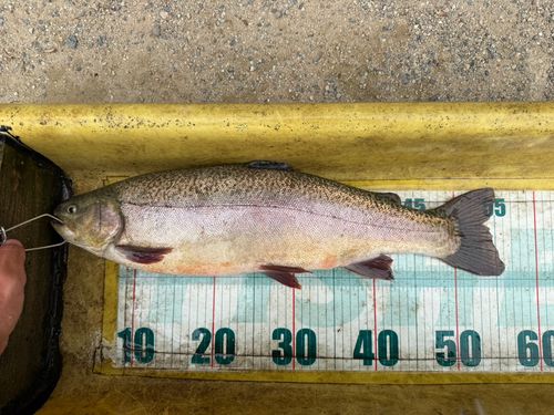 ロックトラウトの釣果 - アングラーズ | 釣果600万件の魚釣り情報サイト