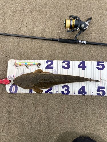 マゴチの釣果