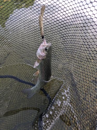 ニジマスの釣果