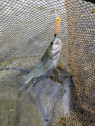 ニジマスの釣果