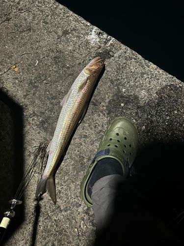 エソの釣果