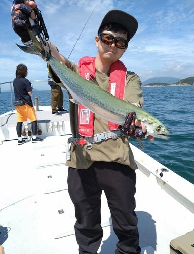 サワラの釣果
