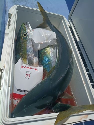 ワラサの釣果