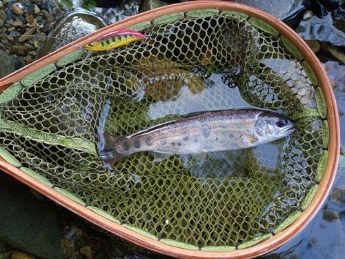 ヤマメの釣果