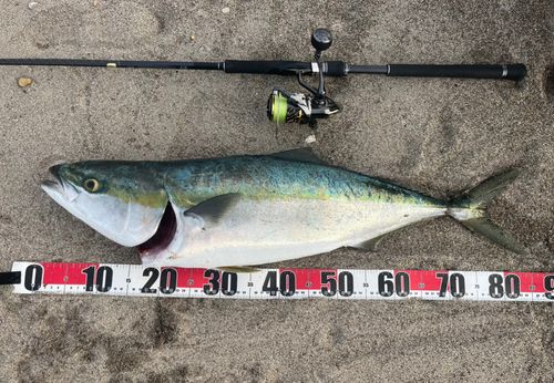 ブリの釣果