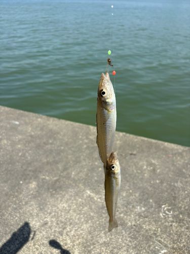 キスの釣果