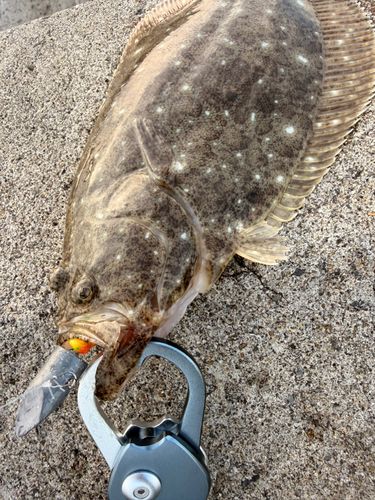 ヒラメの釣果