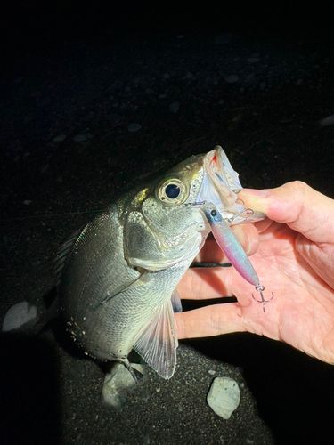 セイゴ（ヒラスズキ）の釣果