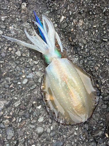 アオリイカの釣果