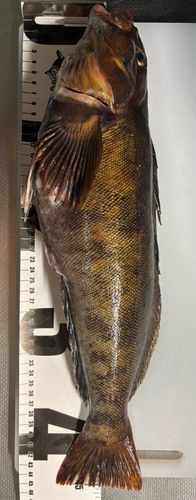 アイナメの釣果
