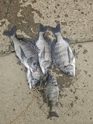 クロダイの釣果
