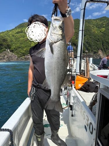 ヒラスズキの釣果