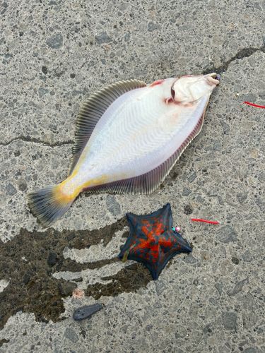マガレイの釣果