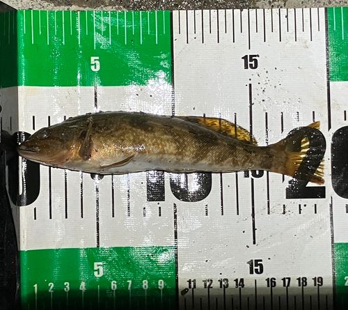 アブラコの釣果