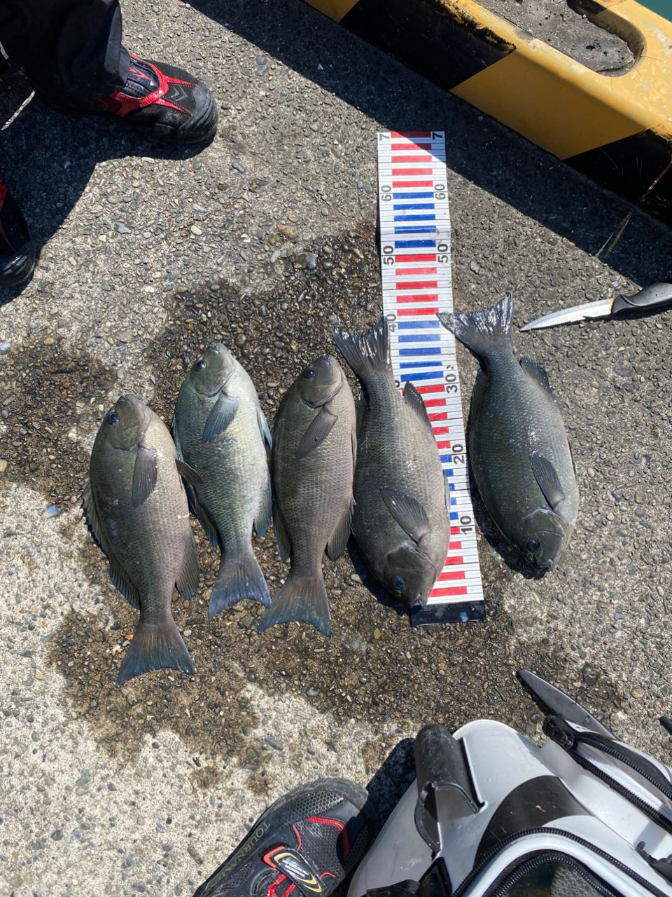 T.Mさん専用DAIWA 20TM-AGS 1-53•R 無記名保証書付き。 T.Mさん専用DAIWA 20TM-AGS 1-53•R 無記名保証書付き。 【公式通販】