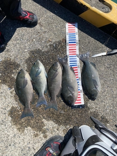 グレの釣果