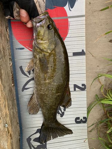 スモールマウスバスの釣果