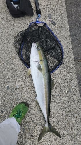 ブリの釣果