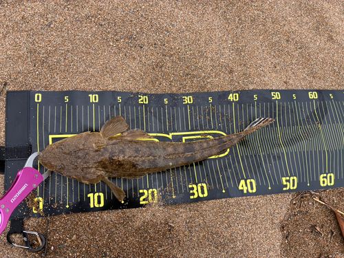 マゴチの釣果