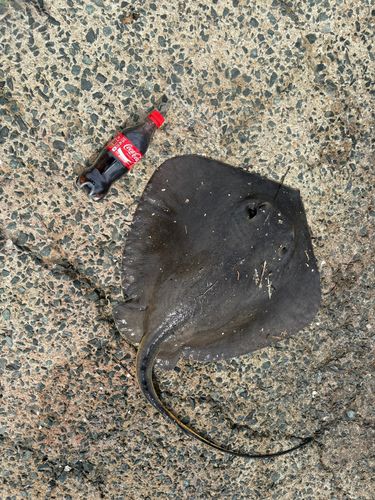 アカエイの釣果