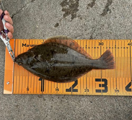マガレイの釣果