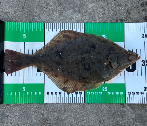 マガレイの釣果