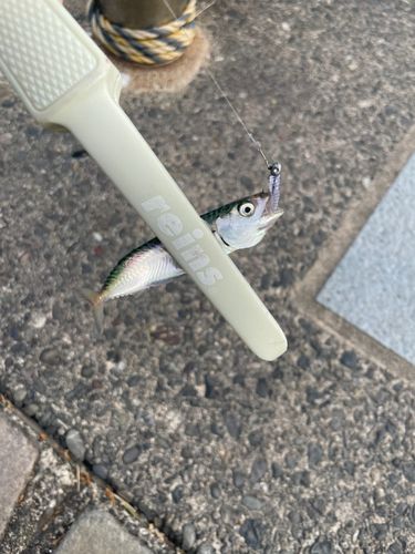 マサバの釣果