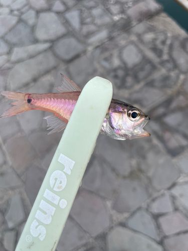 ネンブツダイの釣果