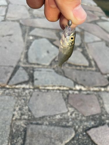 セイゴ（ヒラスズキ）の釣果