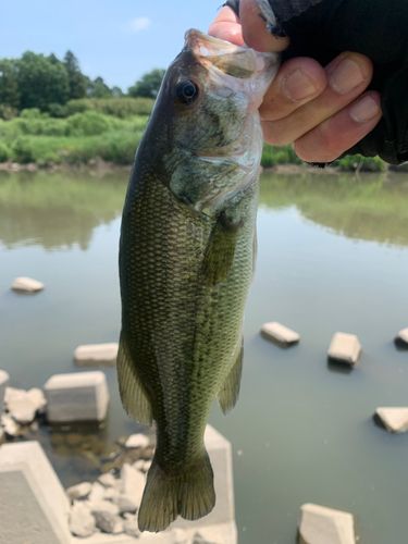 ラージマウスバスの釣果