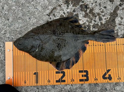 カワガレイの釣果