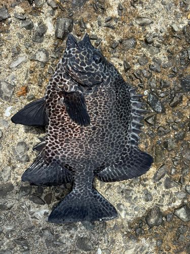 釣果