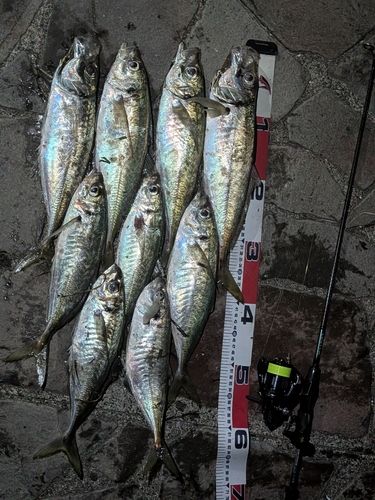 マアジの釣果