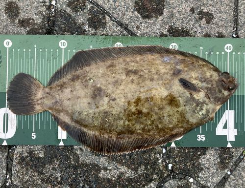ナメタガレイの釣果
