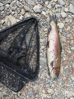 ニジマスの釣果