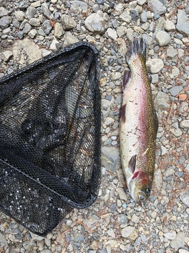 ニジマスの釣果