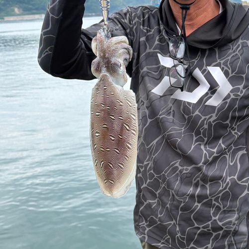 モンゴイカの釣果