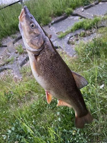 ウグイの釣果