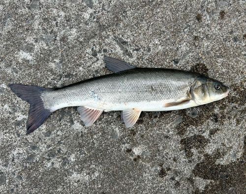 ウグイの釣果