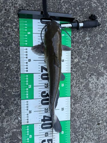 アメリカナマズの釣果