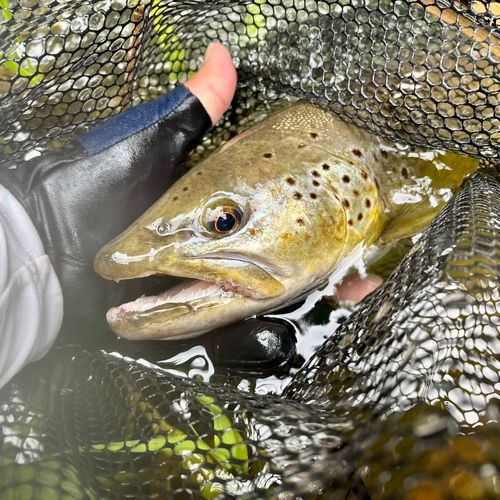 ブラウントラウトの釣果