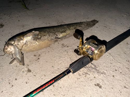 ナマズの釣果