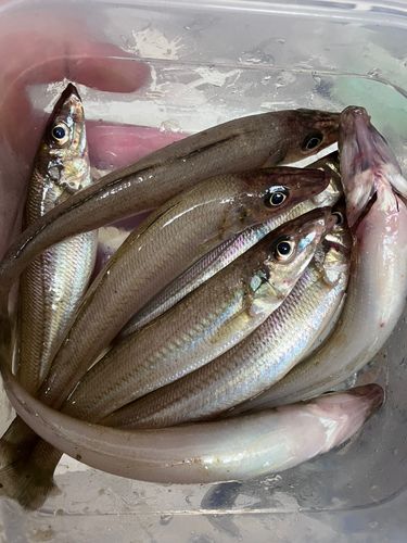 キスの釣果