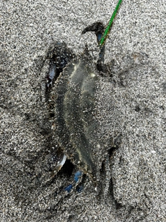 ワタリガニの釣果